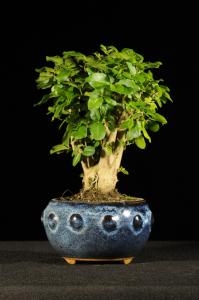 Ligustrum chinensis- Kínai fagyal (13,5 cm dob tálas)