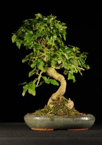 Ligustrum chinensis- Kínai fagyal (25cm- es tálban)