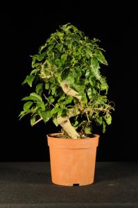 Ligustrum chinensis- Kínai fagyal (konténeres)