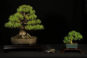 Pinus parviflora egyedi darab 1