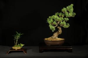Pinus parviflora egyedi darab 10