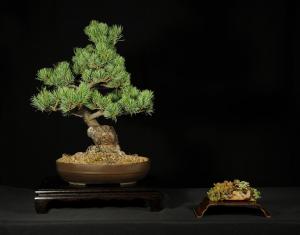 Pinus parviflora egyedi darab 12