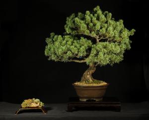 Pinus parviflora egyedi darab 15