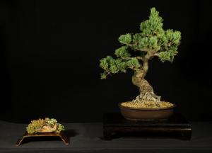 Pinus parviflora egyedi darab 16