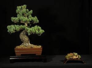 Pinus parviflora egyedi darab 2
