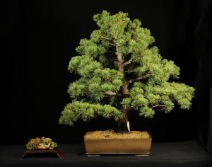 Pinus parviflora egyedi darab 20