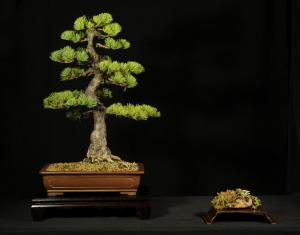 Pinus parviflora egyedi darab 3