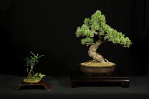 Pinus parviflora egyedi darab 4