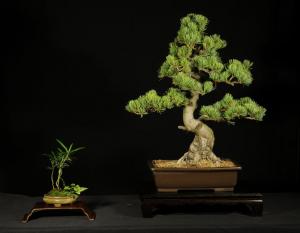 Pinus parviflora egyedi darab 6