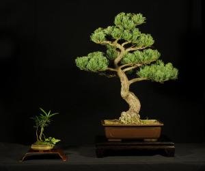 Pinus parviflora egyedi darab 7