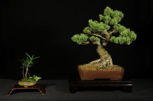 Pinus parviflora egyedi darab 8
