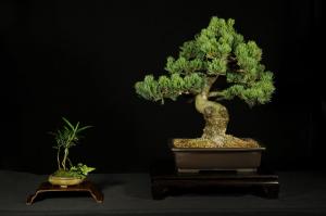 Pinus parviflora egyedi darab 9