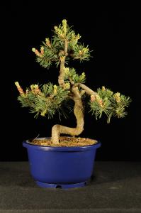 Pinus parviflora- Japán fehérfenyő