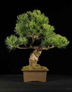 Pinus parviflora- Japán fehérfenyő 2.