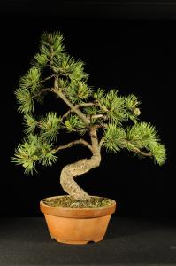 Pinus parviflora- Japán fehérfenyő (alakított,drótozott)