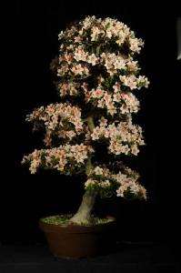 Rhododendron indicum - Rododendron, azálea (egyedi darab 1)