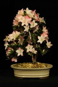 Rhododendron indicum - Rododendron, azálea (egyedi darab 2)