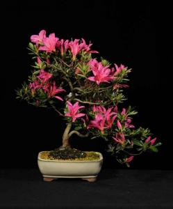 Rhododendron indicum - Rododendron, azálea (egyedi darab 3)