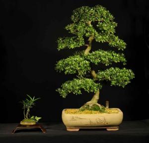 Rhododendron indicum - Rododendron, azálea (egyedi darab 5)