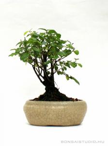 Sageretia theezans - Szagerécia 10B (10 cm-es tálban)