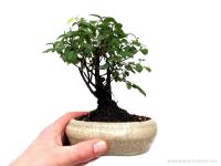 Sageretia theezans - Szagerécia 10B (10 cm-es tálban)