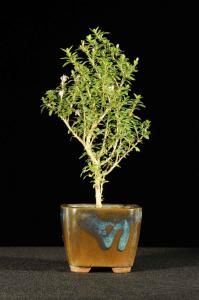 Serissa foetida 'Kyoto'- Ezercsillagfácska 'Kyoto' fajta 2.