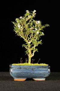 Serissa foetida 'Kyoto'- Ezercsillagfácska 'Kyoto' fajta 15B (15 cm-es tálban)