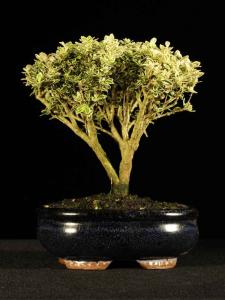 Serissa foetida 'Variegata'- Ezercsillagfácska 'Variegata' fajta 15B (15 cm-es ovális tálban)