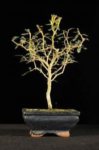 Sophora prostrata- Akác 15B (15 cm- es tálban)