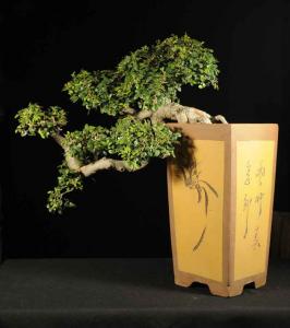 Ulmus parvifolia- Kínai szil