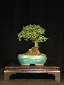 Carmona microphylla- Borágófa, karmóna 20B (20 cm-es tálban)