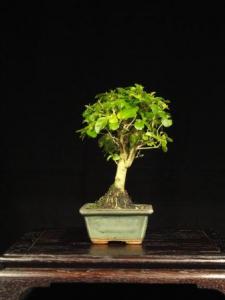 Ligustrum chinensis- Kínai fagyal 10B (10 cm-es tálban)