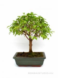 Ligustrum chinensis- Kínai fagyal 20B (20 cm-es tálban)