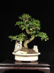 Ligustrum chinensis- Kínai fagyal 20S (20 cm-es ovális tálban dekorációval)