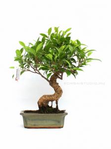 Ficus retusa- Gumifa 20S (20cm-es tálban)
