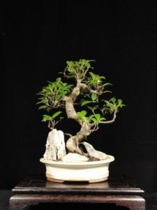 Ficus retusa- Gumifa 20S (20cm-es ovális tálban dekorációval)