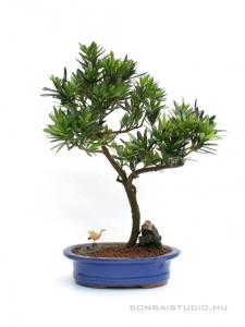 Podocarpus macrophylla- Kőtiszafa 20S (20 cm-es ovális tálban dekorációval)