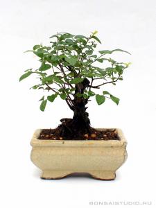 Sageretia theezans - Szagerécia 12B (12 cm-es tálban)