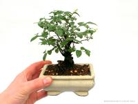 Sageretia theezans - Szagerécia 12B (12 cm-es tálban)