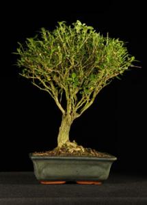 Serissa foetida- Ezercsillagfácska 20B (20cm-es tálban)