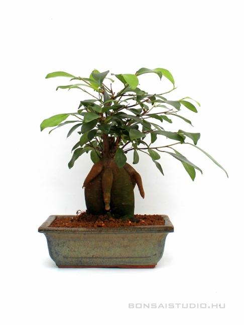 Ficus ginseng- Fikusz 20B (20 cm-es tlban) ficus, ficus ginseng, fikusz,  gumifa, beltri bonsai, szobai bonsai, bonsaistudio hungary rd, ginzeng,  feng shui, fengshui, csakra, bonsai vasarlas, bonsai rendeles, bonsai  erzes, bonsai bolt,