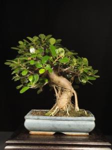 Ficus microcarpa- Fikusz 30S (30 cm-es tálban)