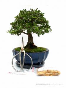 Bonsai ajándék csomag 06.
