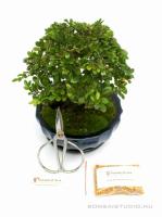Bonsai ajándék csomag 06.