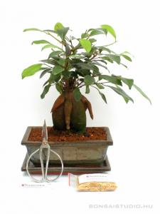 Bonsai ajándék csomag 07.