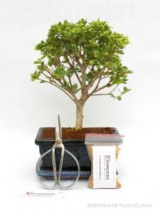 Bonsai ajándék csomag 09.