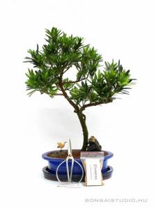 Bonsai ajándék csomag 11.