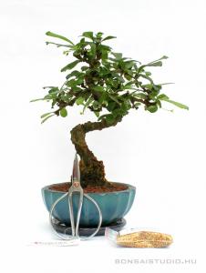 Bonsai ajándék csomag 13.