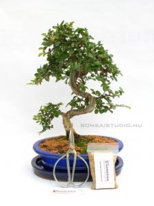 Bonsai ajándék csomag 14.