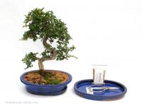 Bonsai ajándék csomag 14.